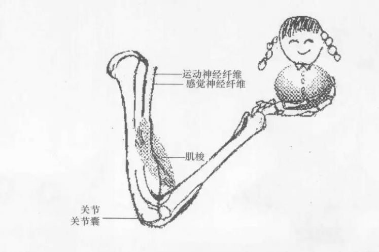 被我们忽略的本体觉，还有你不知道的本体觉家庭训练小游戏