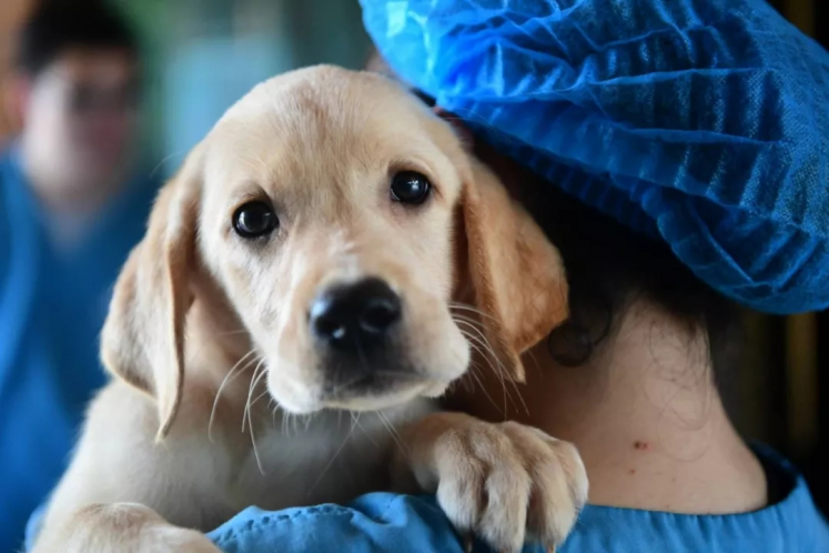 导盲犬基地接连面临倒闭：交不起学费的中国导盲犬，还有未来吗？