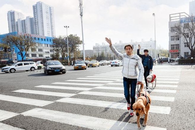 中国有800万盲人，但仅有200只导盲犬