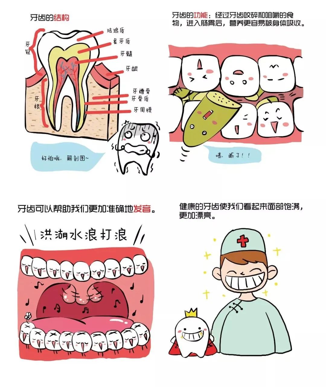 1,家长给孩子看牙齿结构图(下图),然后让孩子照镜子观察自己的牙齿